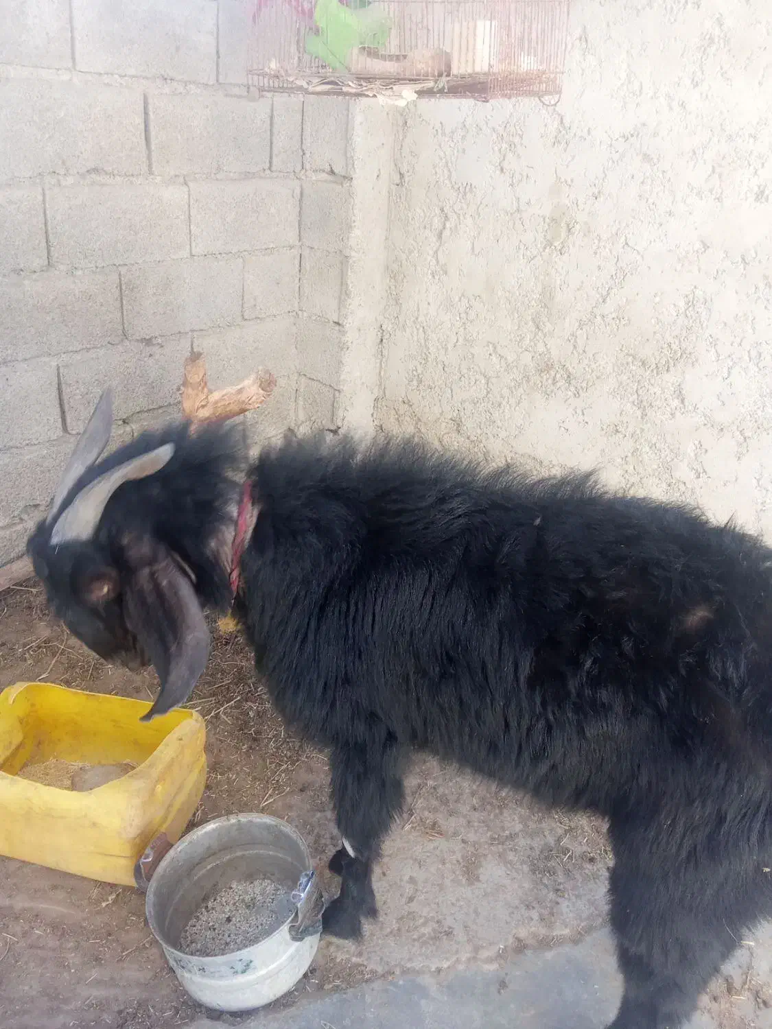 بز نر|حیوانات مزرعه|چابهار, |دیوار