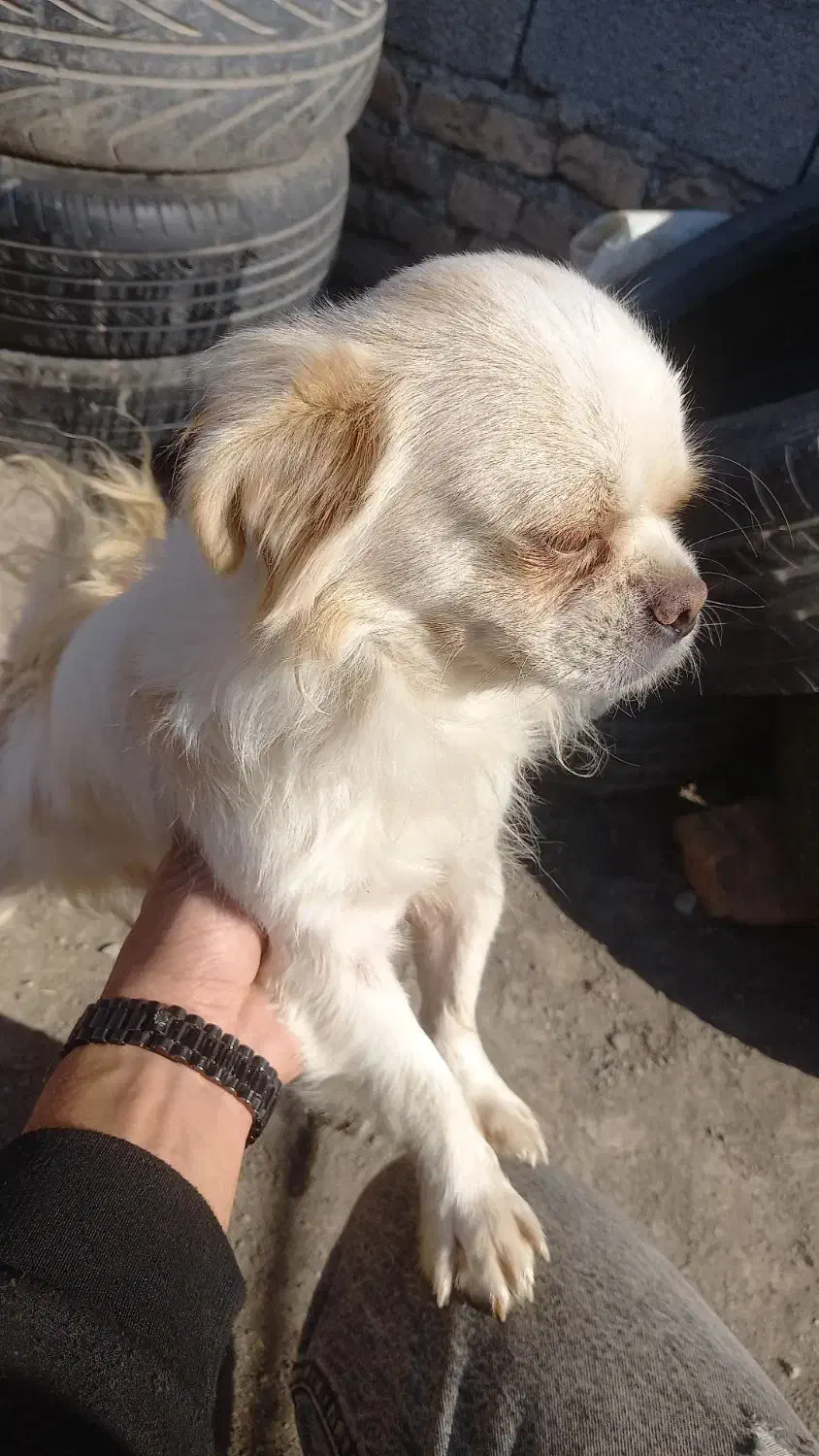 سگ پاکوتا شیتزو|سگ|گرگان, |دیوار