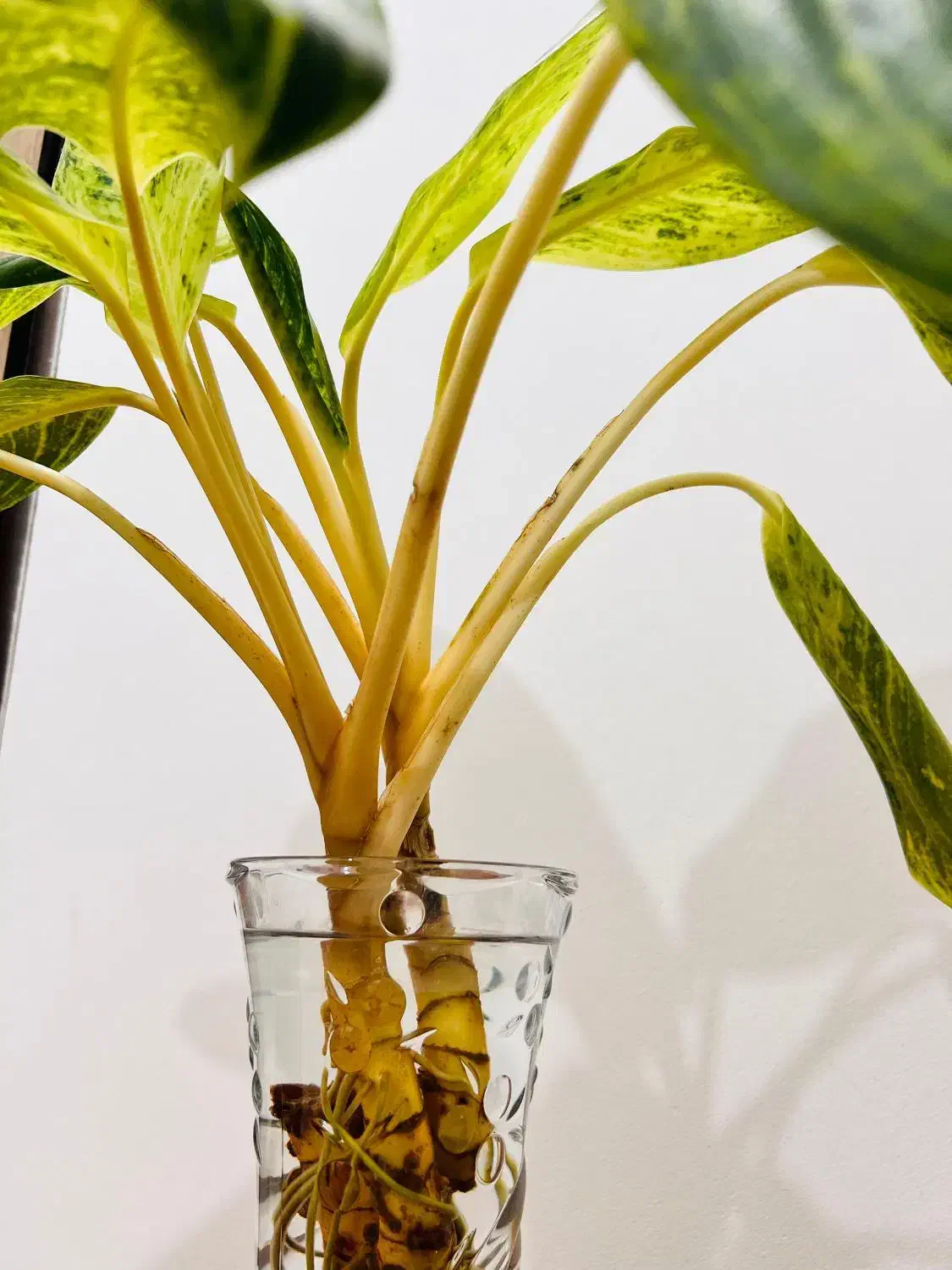 آگلونما طلایی دو بوته بزرگ شاداب و سالم کنگان|گل و گیاه طبیعی|بندر کنگان, |دیوار