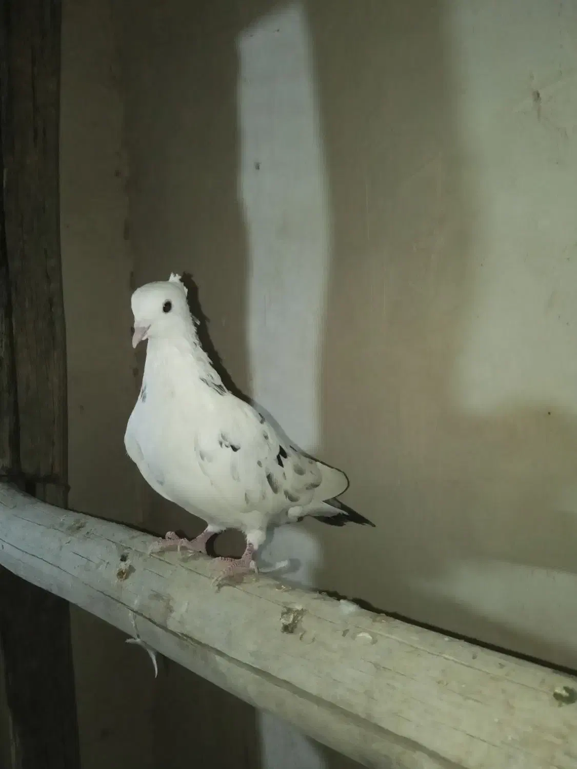 سرور و کله خال دار|پرنده|مهاباد (آذربایجان غربی), |دیوار