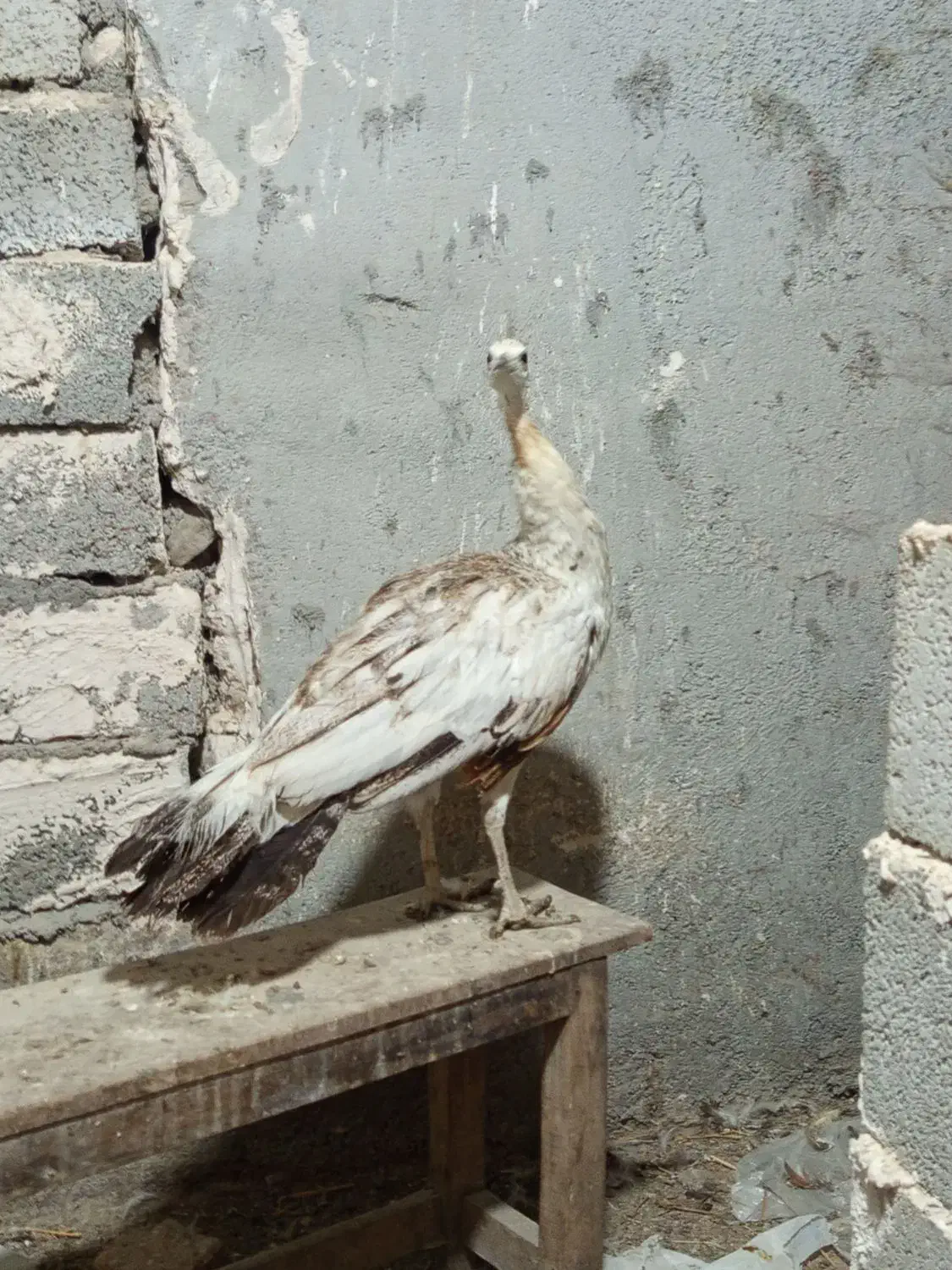 طاووس ماده سه ساله|پرنده|اردبیل, |دیوار