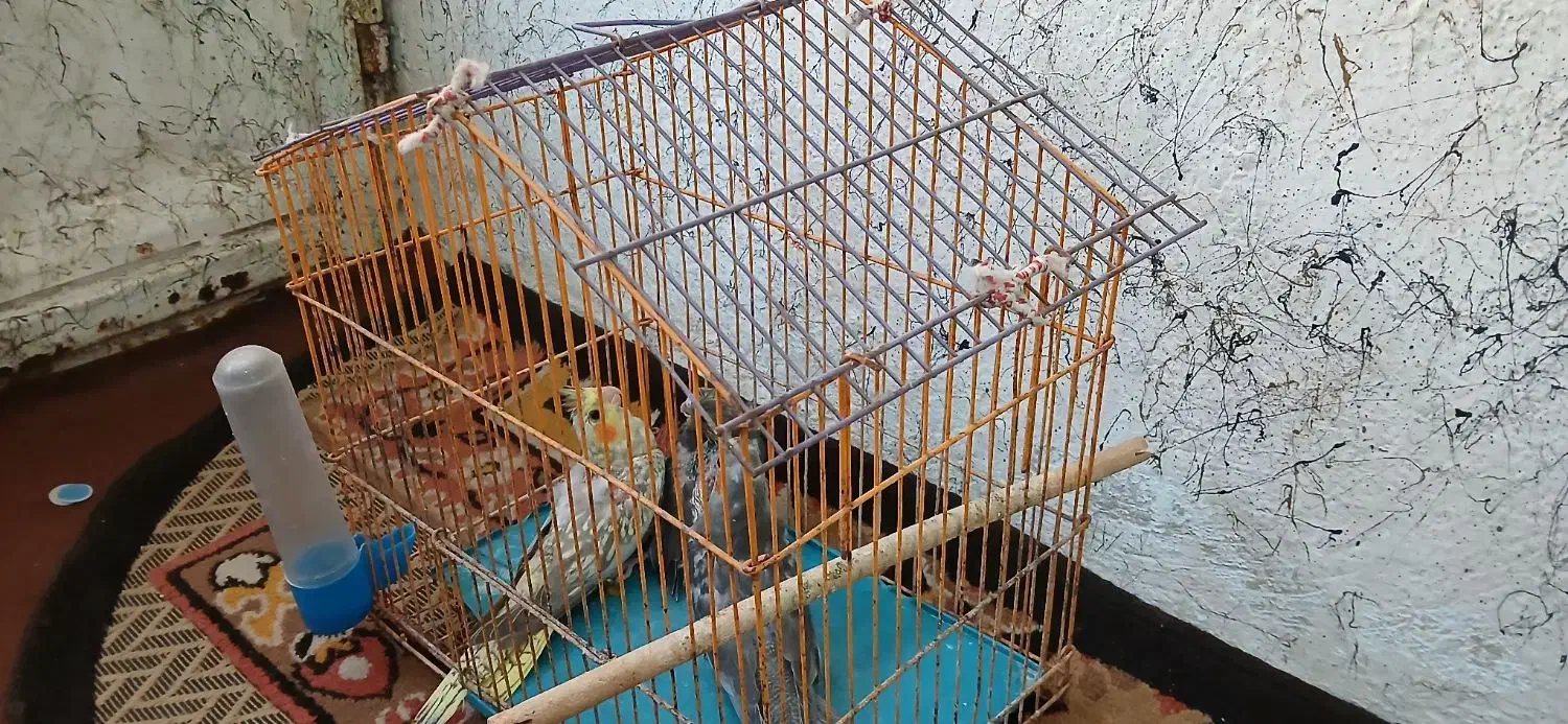 عروس هلندی|پرنده|شوشتر, |دیوار