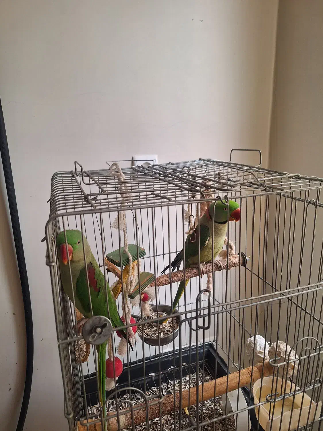 شاه طوطی|پرنده|ری, دولت‌آباد|دیوار