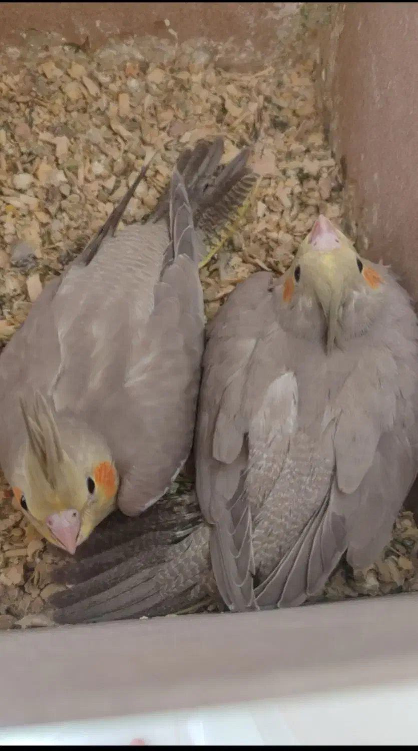 جوجه عروس هلندی|پرنده|سده (خراسان جنوبی), |دیوار