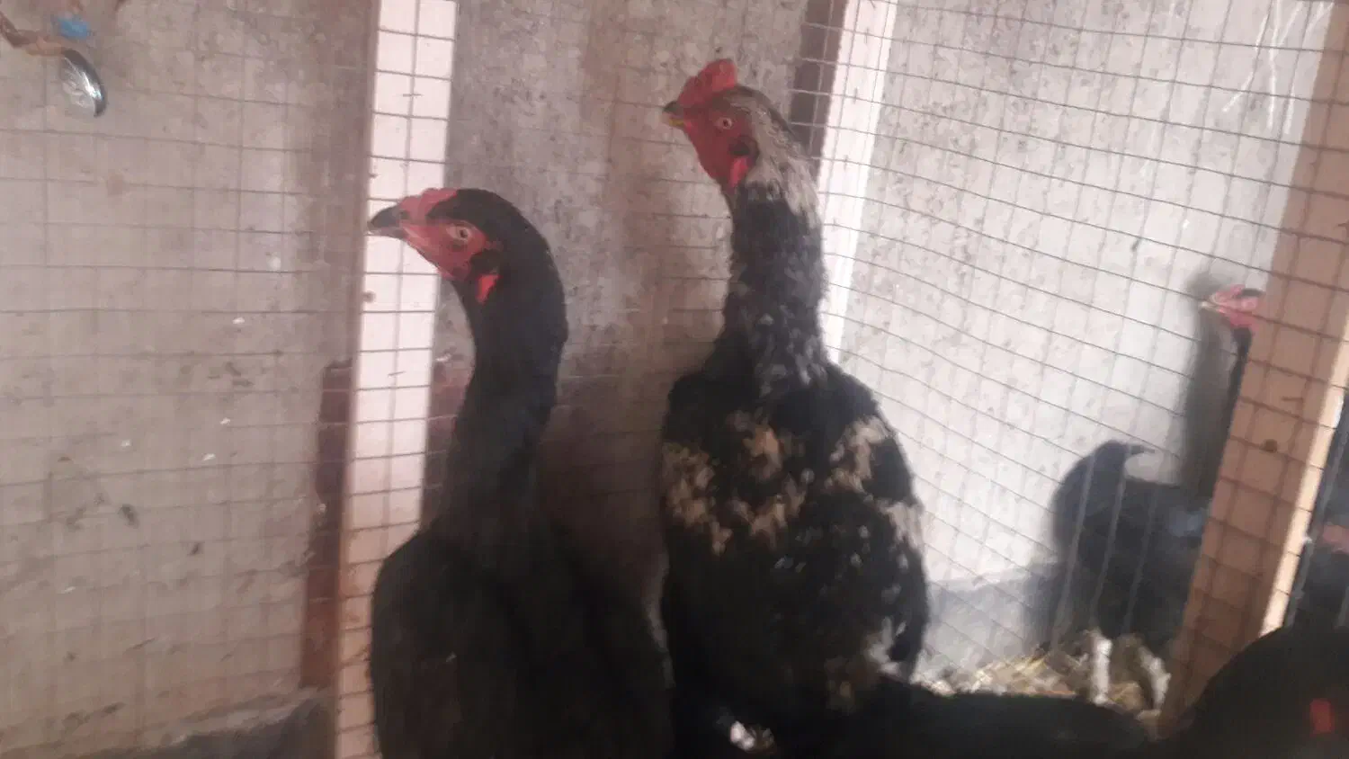 مرغ لاری|حیوانات مزرعه|قزوین, |دیوار