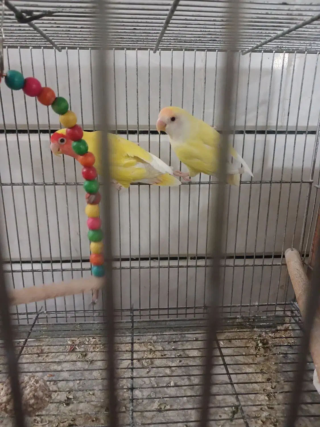 طوطی برزیلی|پرنده|نجف‌آباد, مزرعه طالب|دیوار