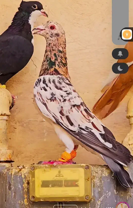 کبوتر دورگ و هفرنگ|پرنده|سبزوار, عظیمیان|دیوار