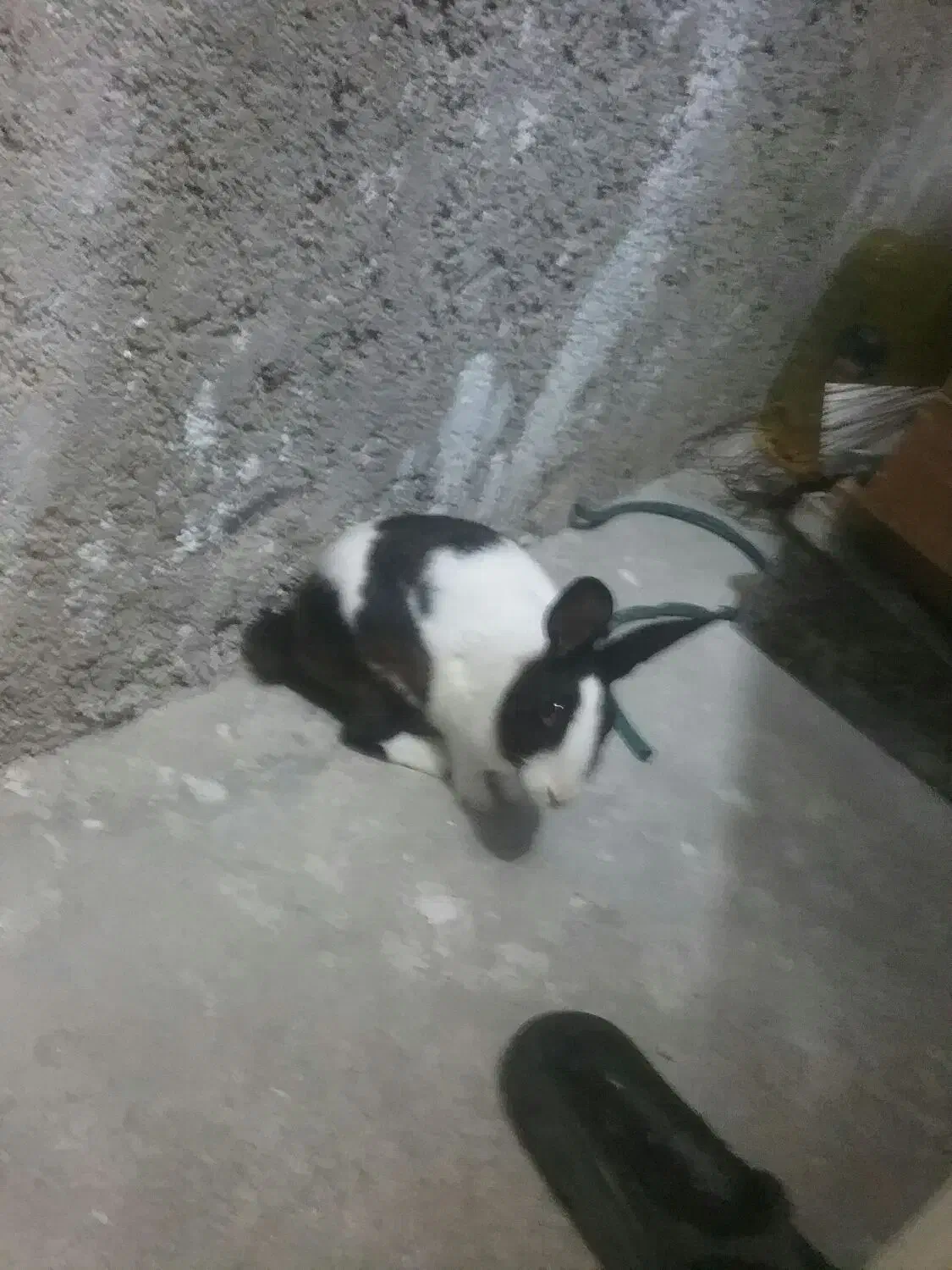 خرگوش|موش و خرگوش|اندیکا, |دیوار