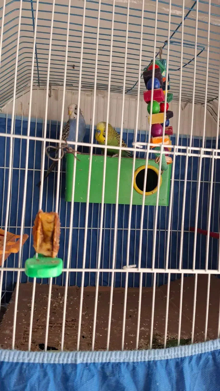 مرغ عشق|پرنده|خرمشهر, |دیوار