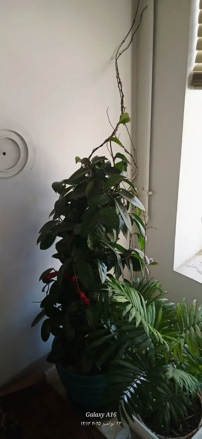 گل طبیعی|گل و گیاه طبیعی|شیراز, عادل آباد|دیوار