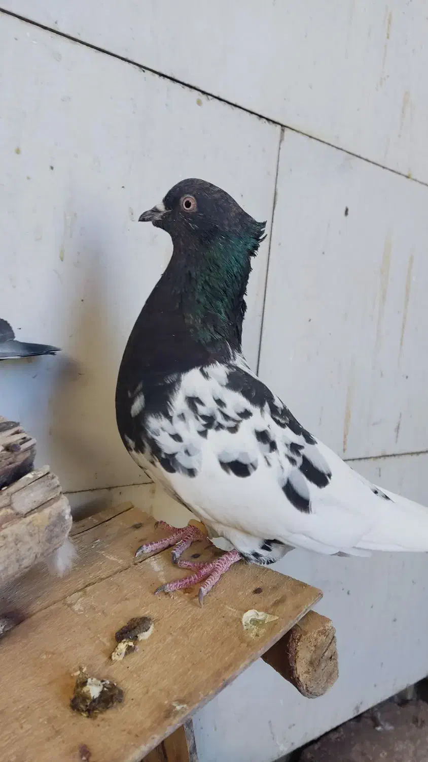 کبوتر|پرنده|اقبالیه, |دیوار