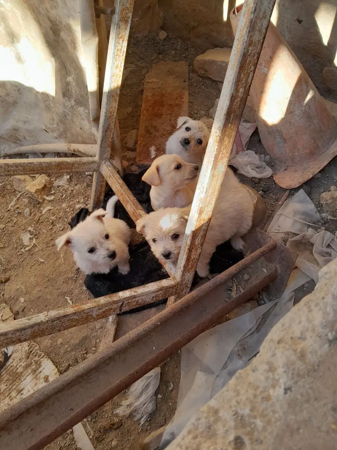 پاپی جهت واگذاری|سگ|ملکآباد, |دیوار