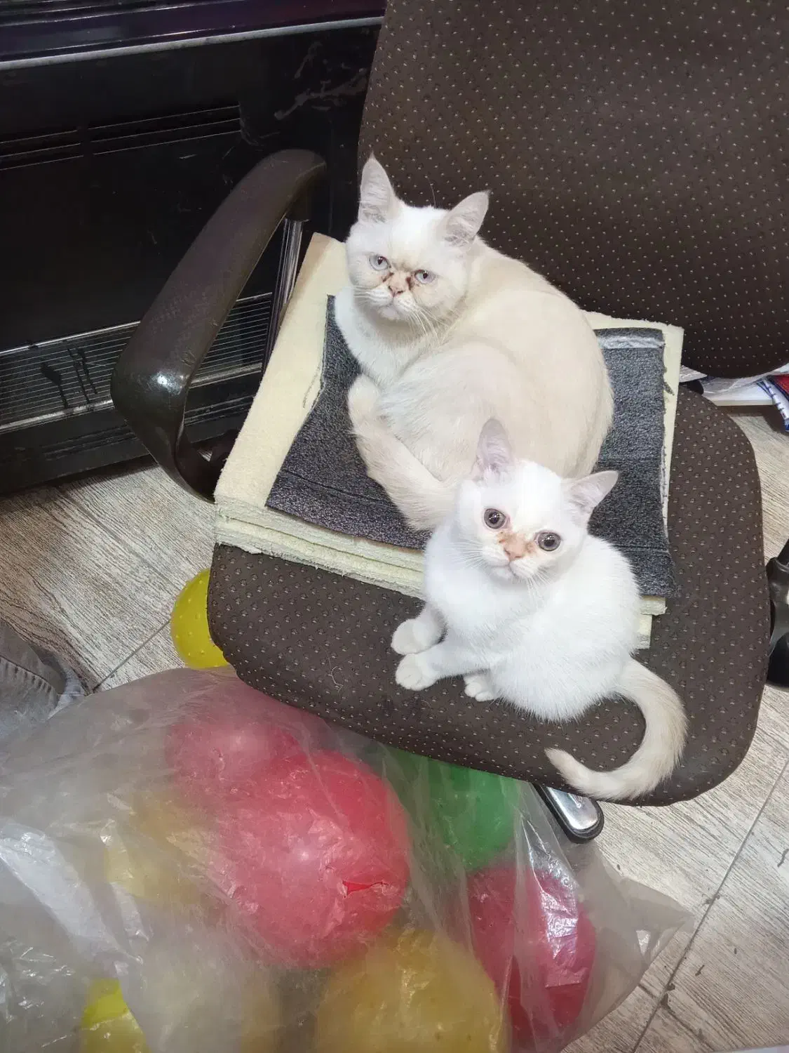 گربه پرشین|گربه|ساوه, |دیوار