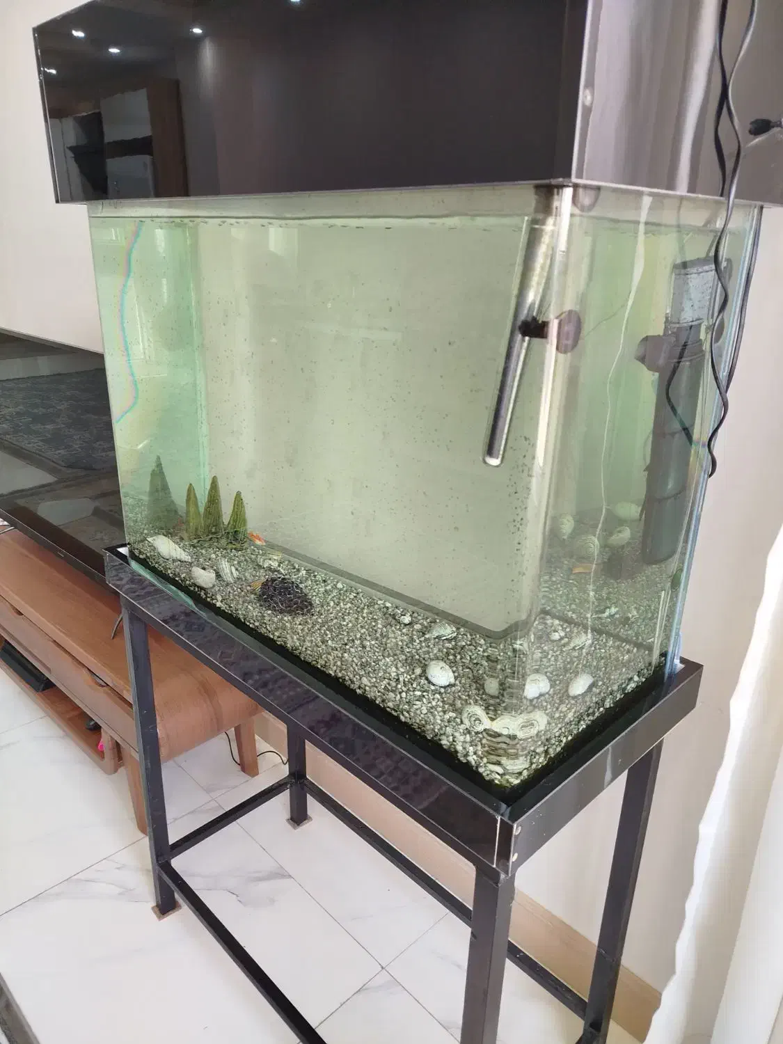 آکواریوم شیشه خم|ماهی|پاکدشت, پاکدشت (مامازند)|دیوار