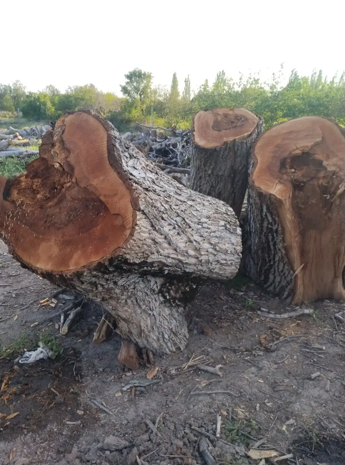 خرید چوب|خدمات باغبانی و درختکاری|مراغه, |دیوار