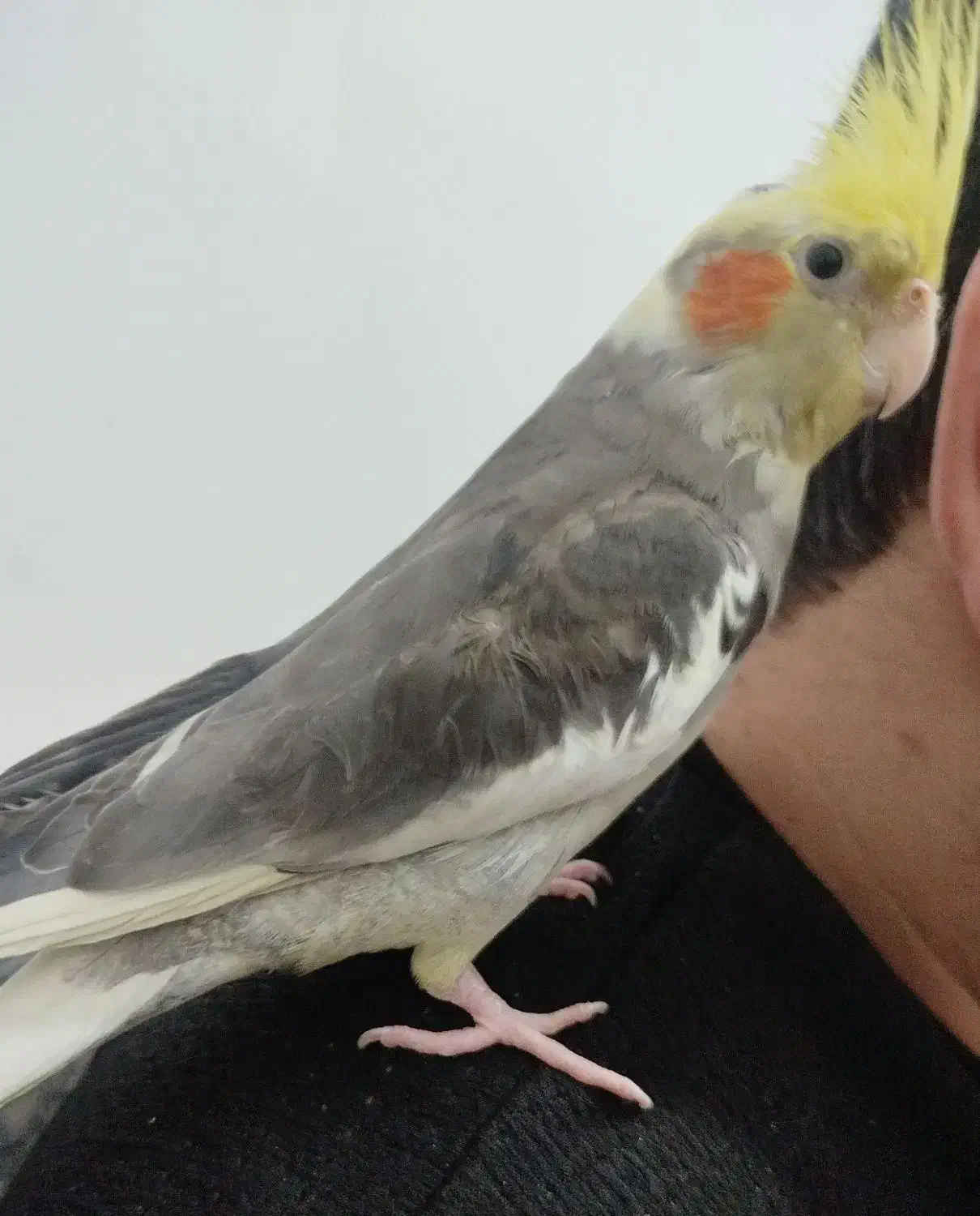 گمشده|حیوانات|نظرآباد, رسالت|دیوار