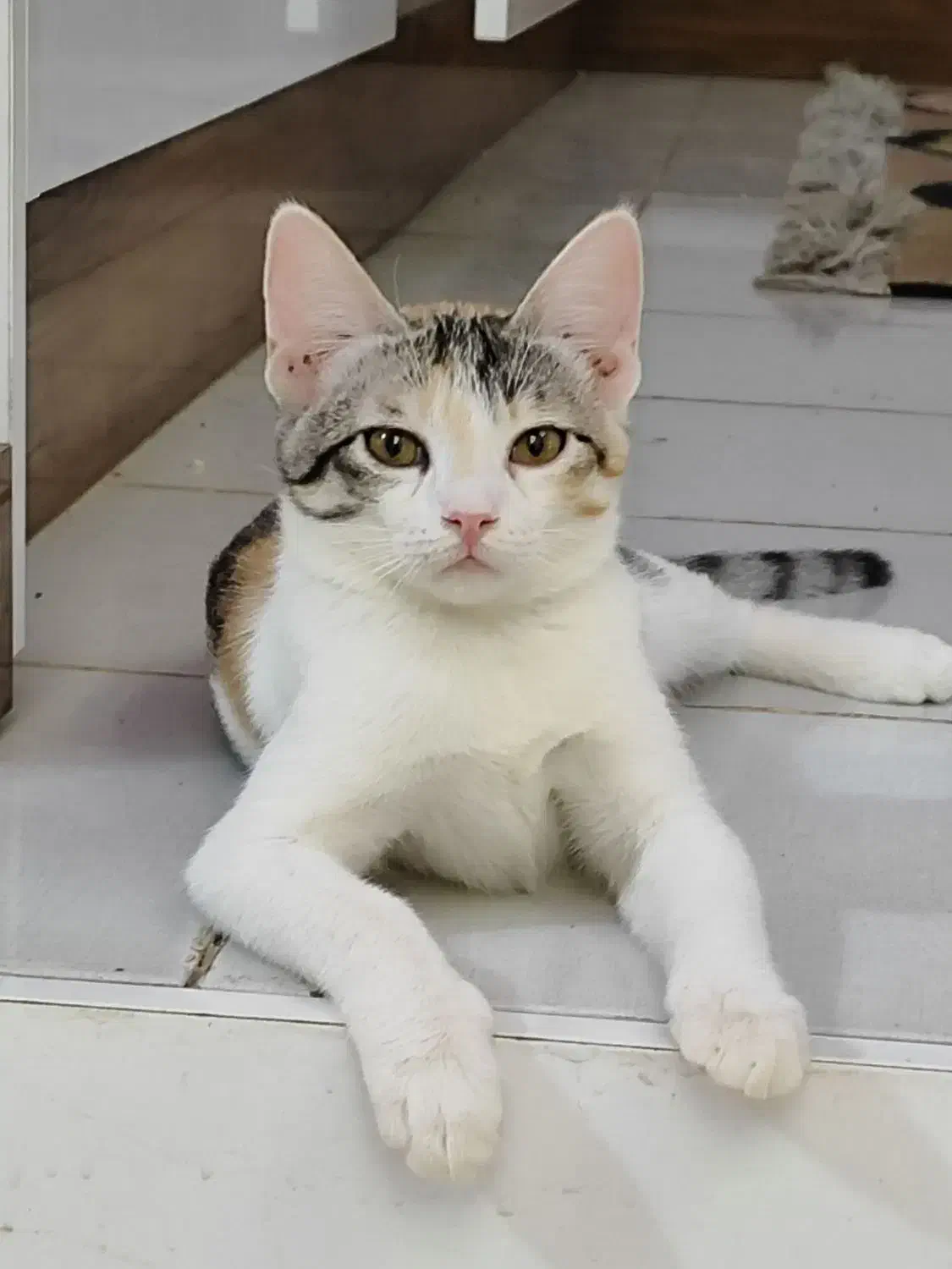 گربه|حیوانات|زابل, |دیوار