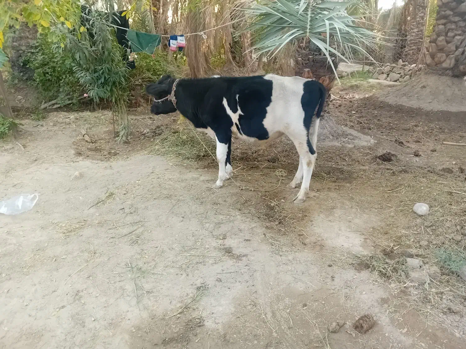 گاو7ماهه آبستن با گوساله نر155میلیون|حیوانات مزرعه|ارزوئیه, |دیوار