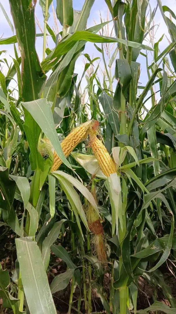 ذرت علوفه‌ای|حیوانات مزرعه|صومعه‌سرا, |دیوار