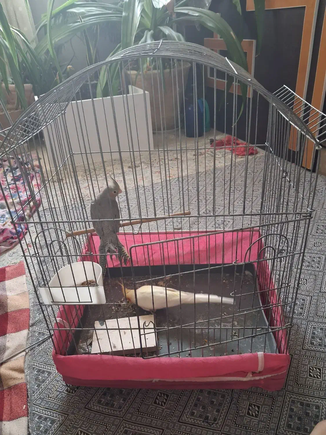 دوتا عروس هلندی باقفس|پرنده|یزد, |دیوار