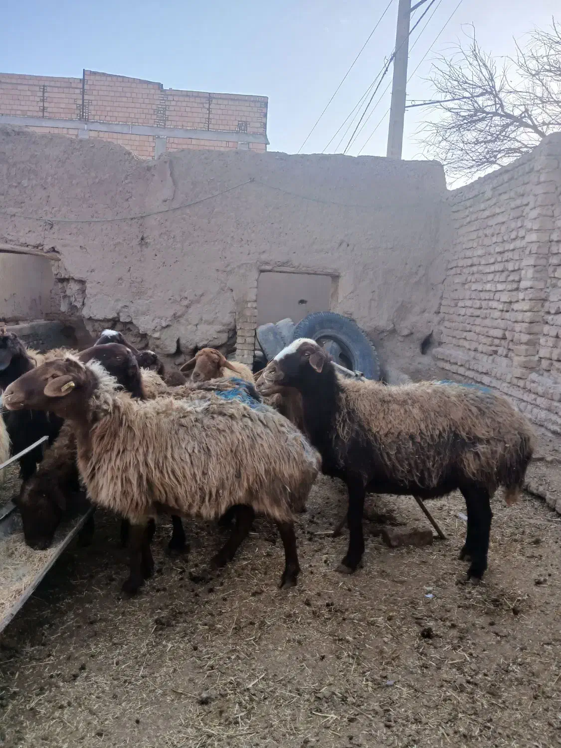 میش چاق|حیوانات مزرعه|فیروزه, |دیوار