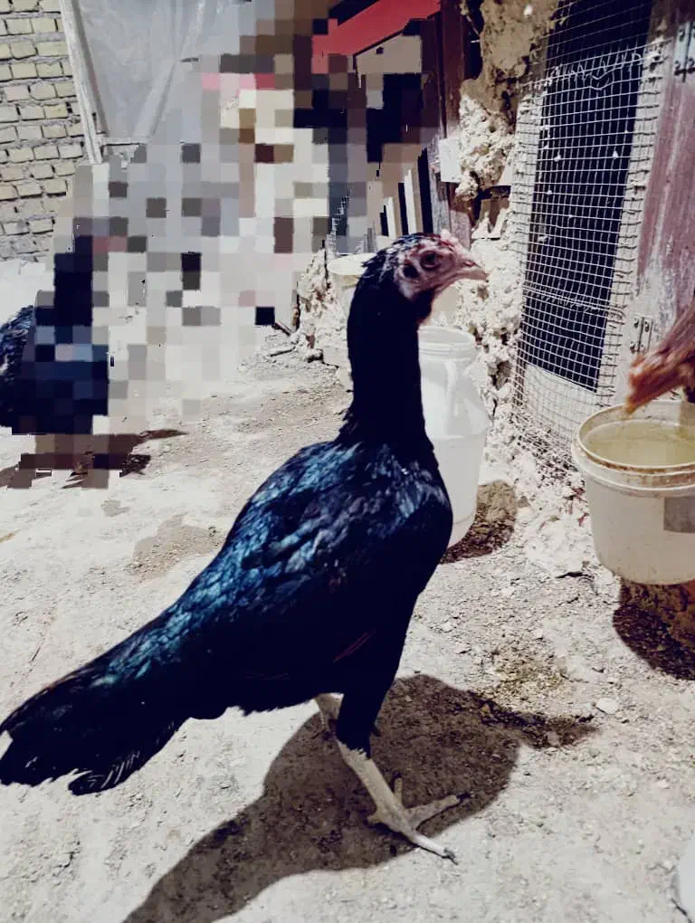 مرغ و جوجه خروس لاری|حیوانات مزرعه|بندر ماهشهر, |دیوار