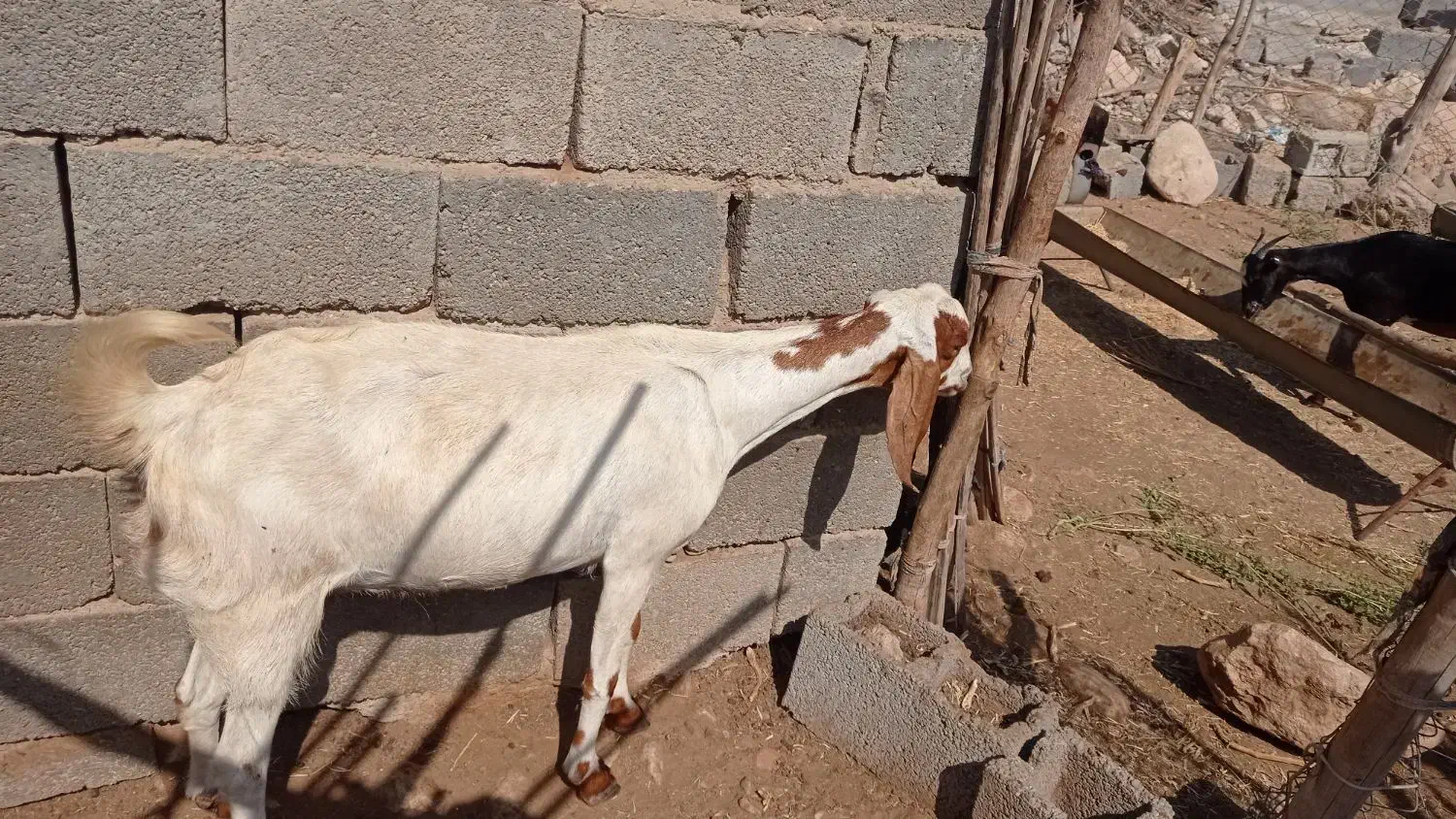 بز پاکستانی|حیوانات مزرعه|فین, |دیوار