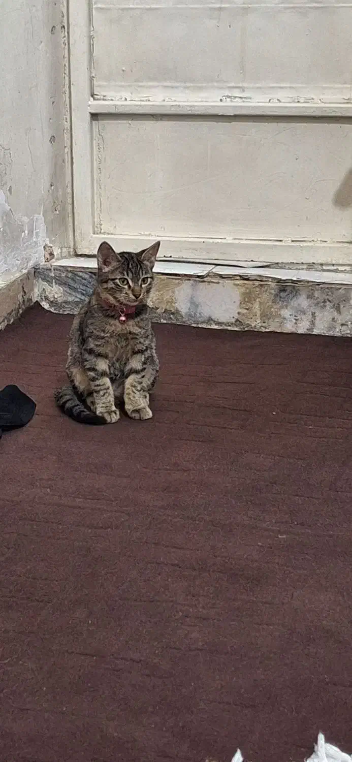 گربه  رایگان|گربه|مشهد, مهدی آباد|دیوار
