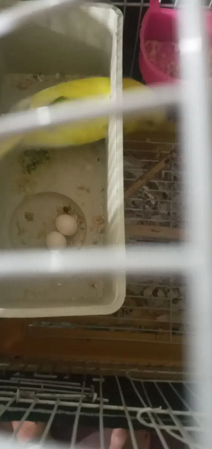 مرغ عشق|پرنده|چهاردانگه (تهران), |دیوار