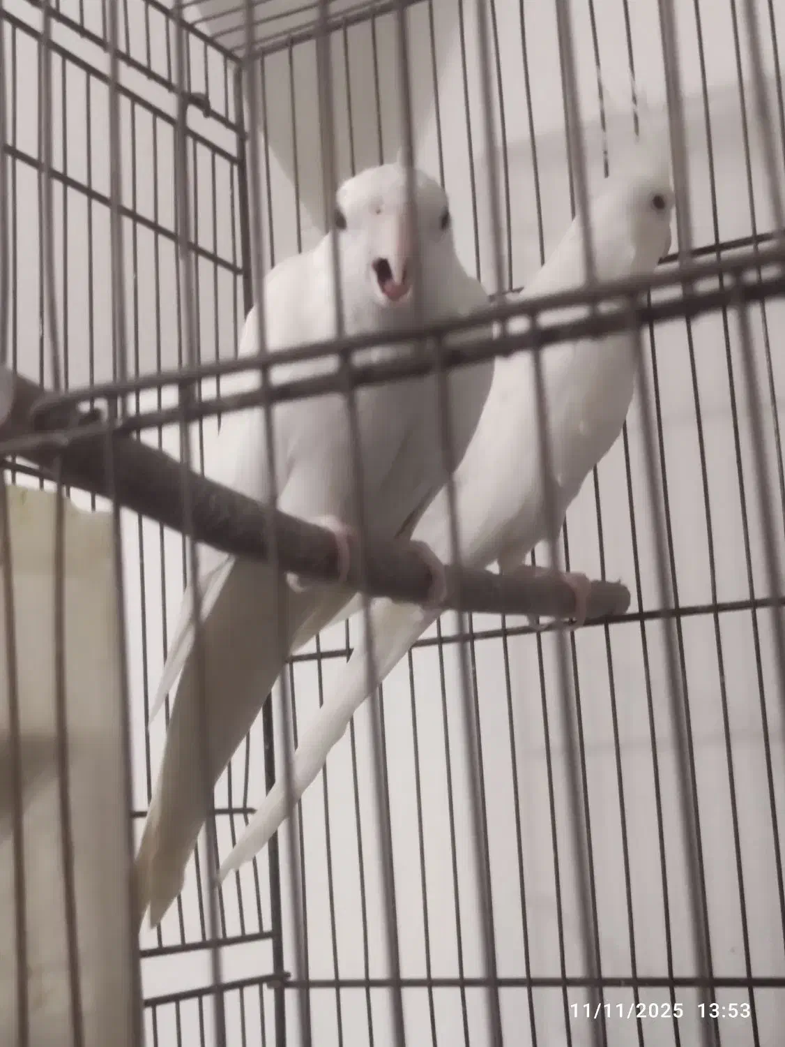 دو عدد ماده البینو|پرنده|قم, شهرک امام حسن|دیوار