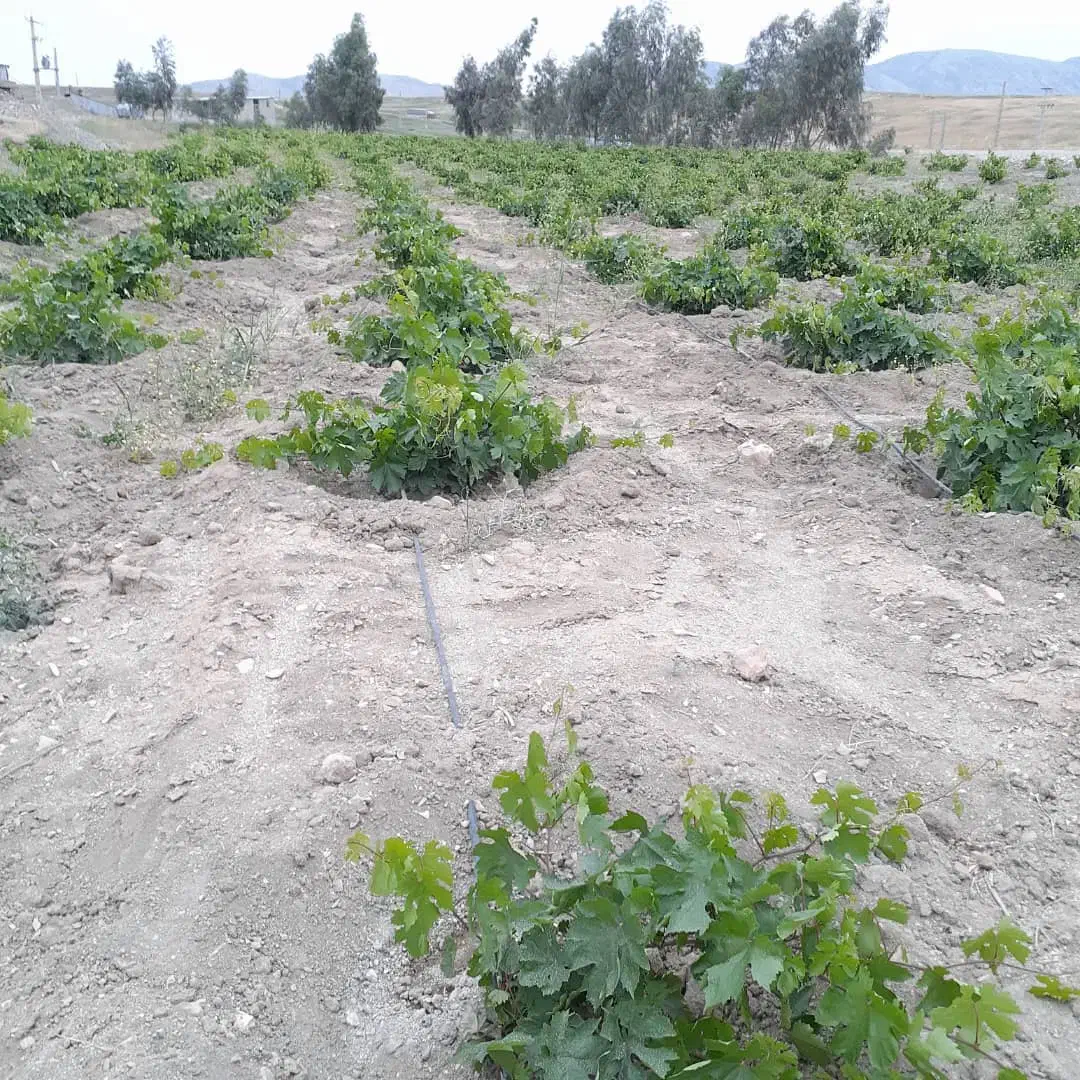 زمین صنعتی و کشاورزی کارخانه|فروش دفتر صنعتی، کشاورزی، تجاری|کرمانشاه, |دیوار