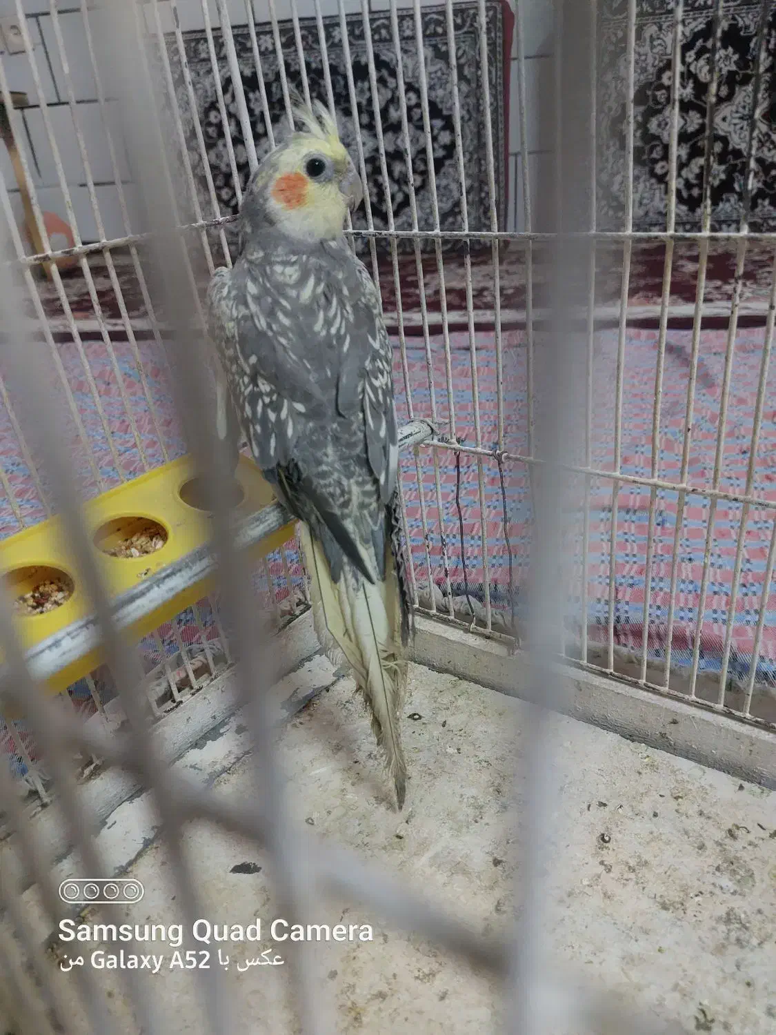 مرغ عروس سخنگونرچندتاکلمه حرف میزنه بالغ هست|پرنده|کاشان, میدان کهنه|دیوار