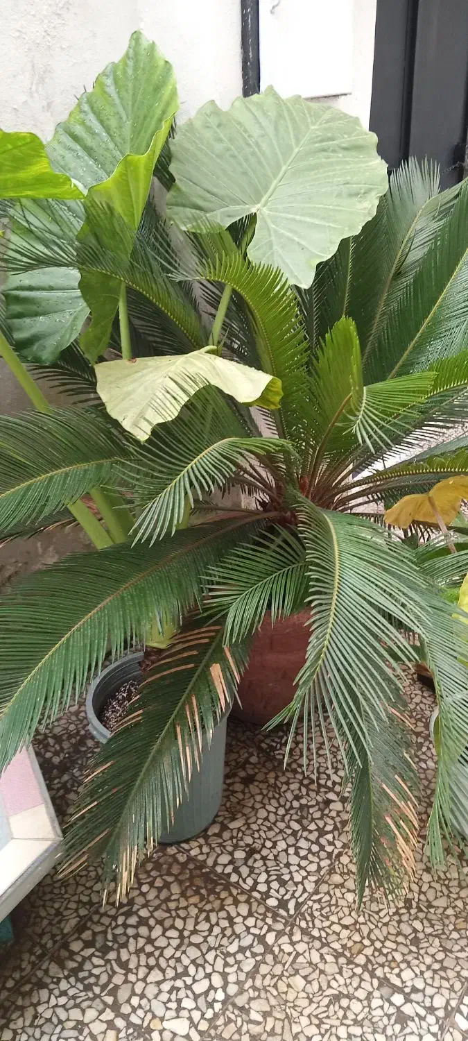 فروش درخت سیکاس|گل و گیاه طبیعی|رودسر, |دیوار