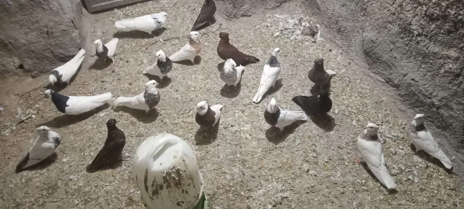 کبوتر طوقی|پرنده|سنقر, |دیوار