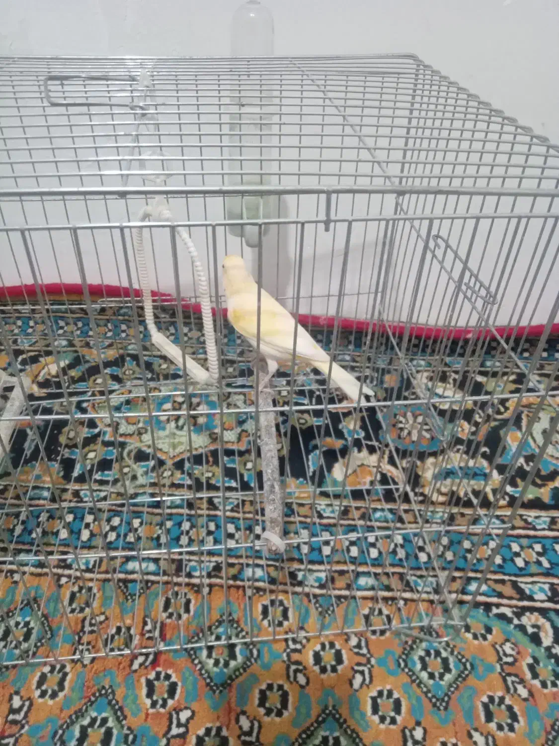 قناری|پرنده|پارسآباد, |دیوار