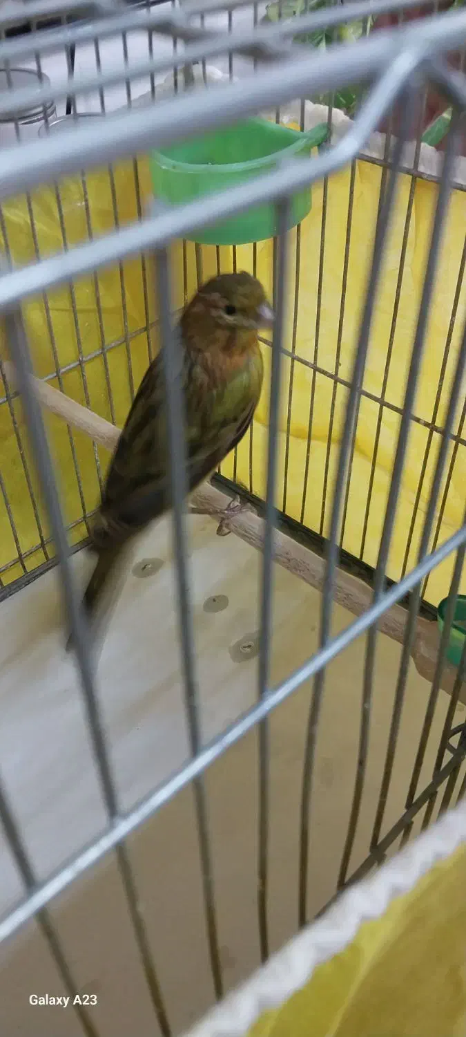 قناری|پرنده|مسجد سلیمان, |دیوار