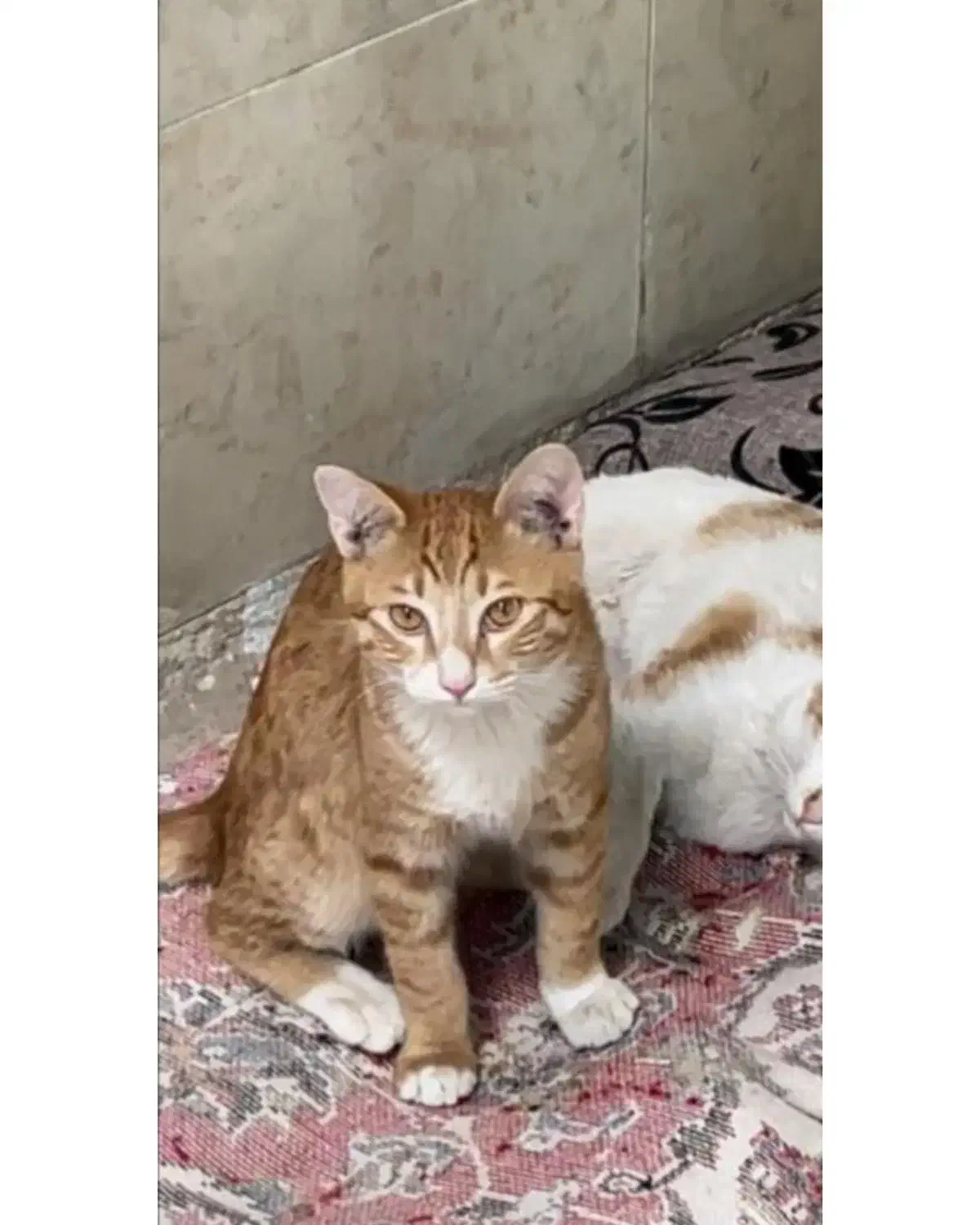 گمشده|گربه|ایلام, |دیوار