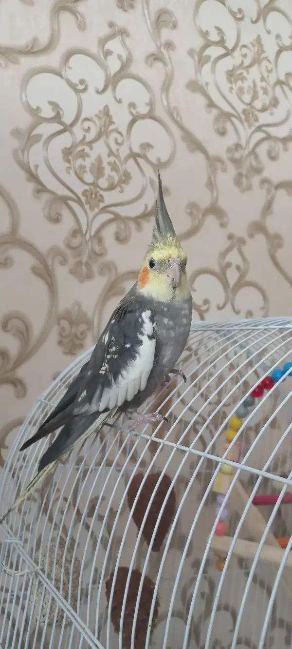 عروس هلندی دستی و رام بازیگوش|پرنده|اردبیل, |دیوار