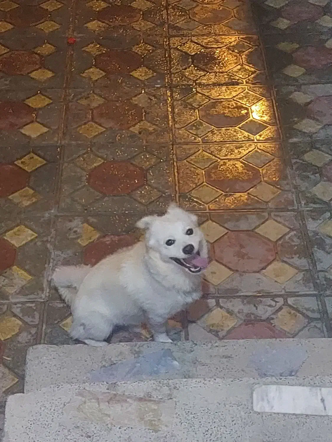 سگ خانگی اصل  آموزش دیده باهوش|سگ|میاندوآب, |دیوار