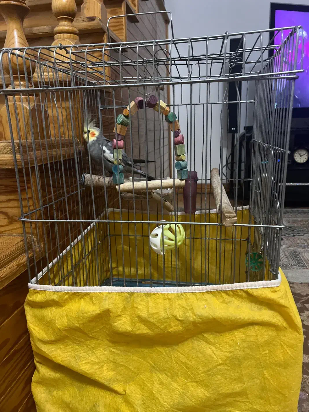 عروس هلندی نیمه بالغ نر همراه با وسایل کامل|پرنده|نوشهر, |دیوار