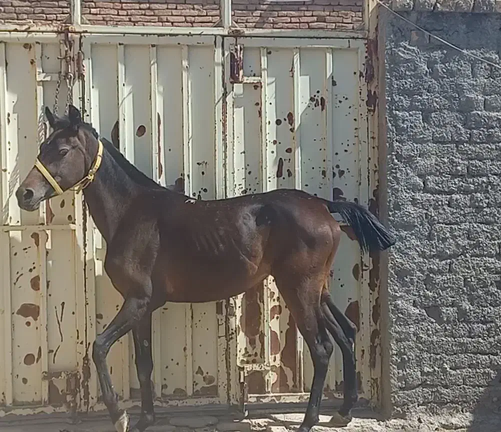 اسب|اسب و تجهیزات اسبسواری|اصفهان, عباسآباد|دیوار