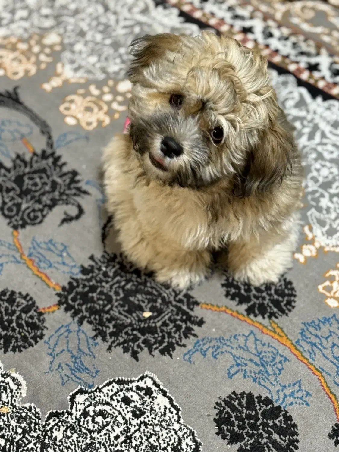 سگ شیتزو|سگ|اهواز, شهرک دانشگاه|دیوار