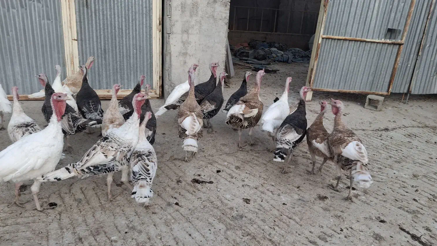 بوقلمون محلی|حیوانات مزرعه|کازرون, |دیوار