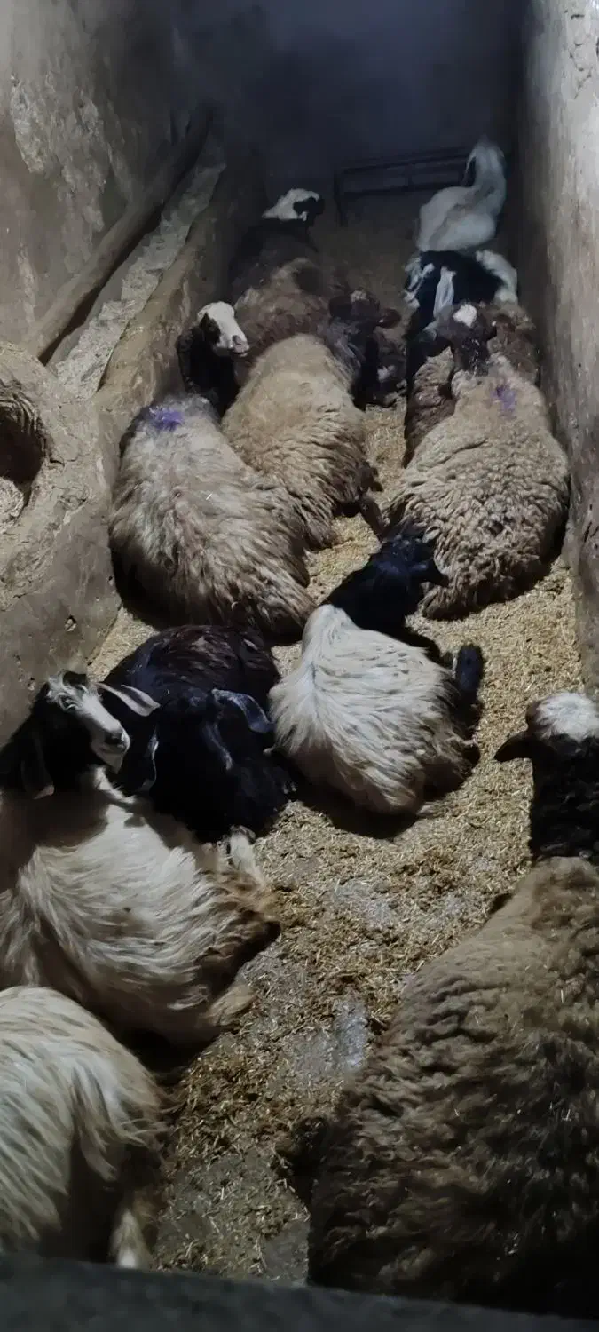 7گوسفند نر 6بزنر همه سالم تمیز|حیوانات مزرعه|چهاردولی, |دیوار