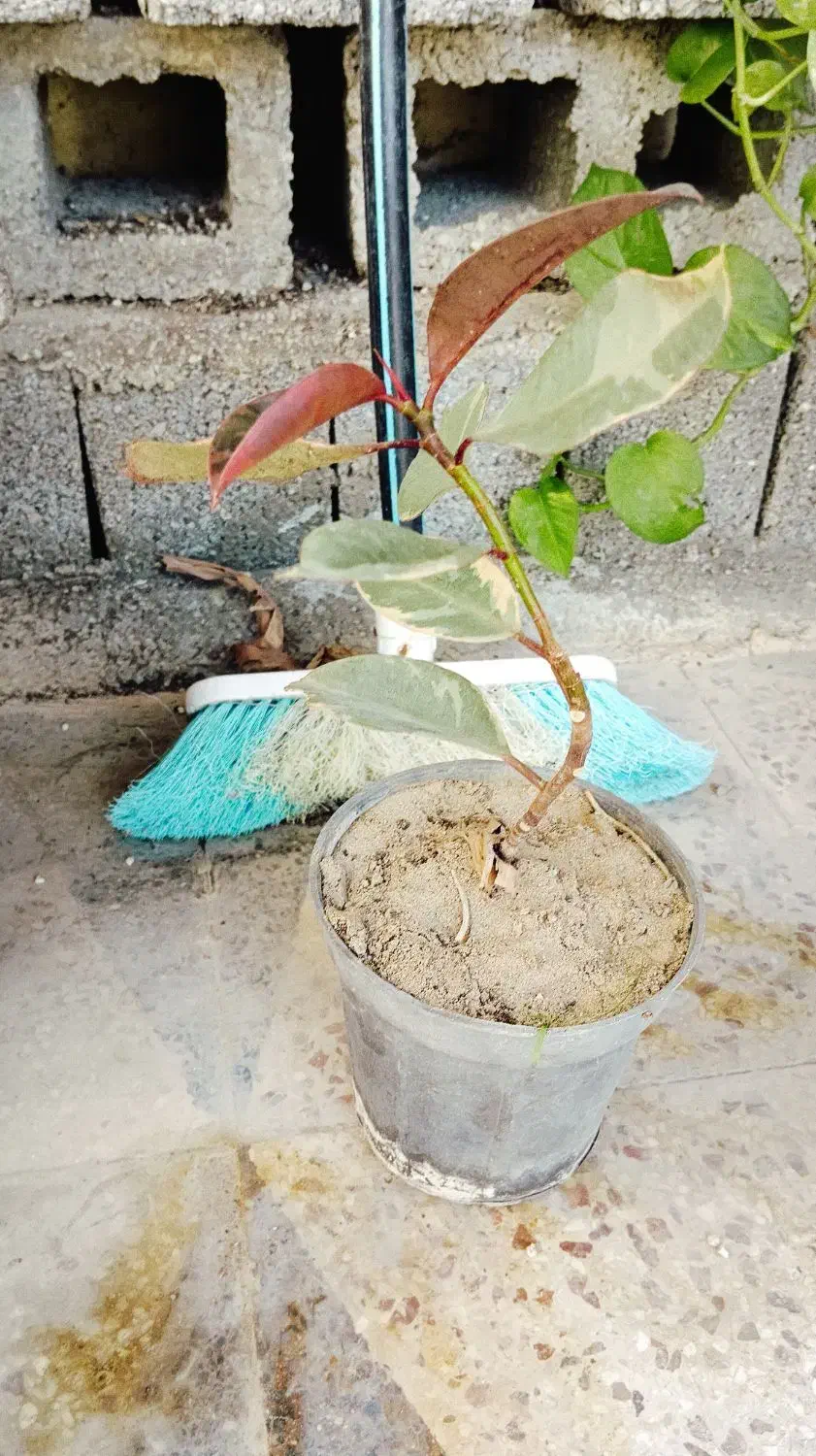 گل وفیکوس بنت قنسول|گل و گیاه طبیعی|بندر گناوه, |دیوار