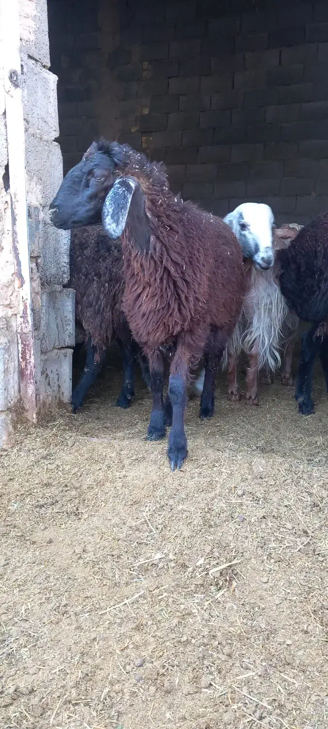 گوسفند .بره .شیشک .بزغاله|حیوانات مزرعه|قم, قلعه صدری|دیوار