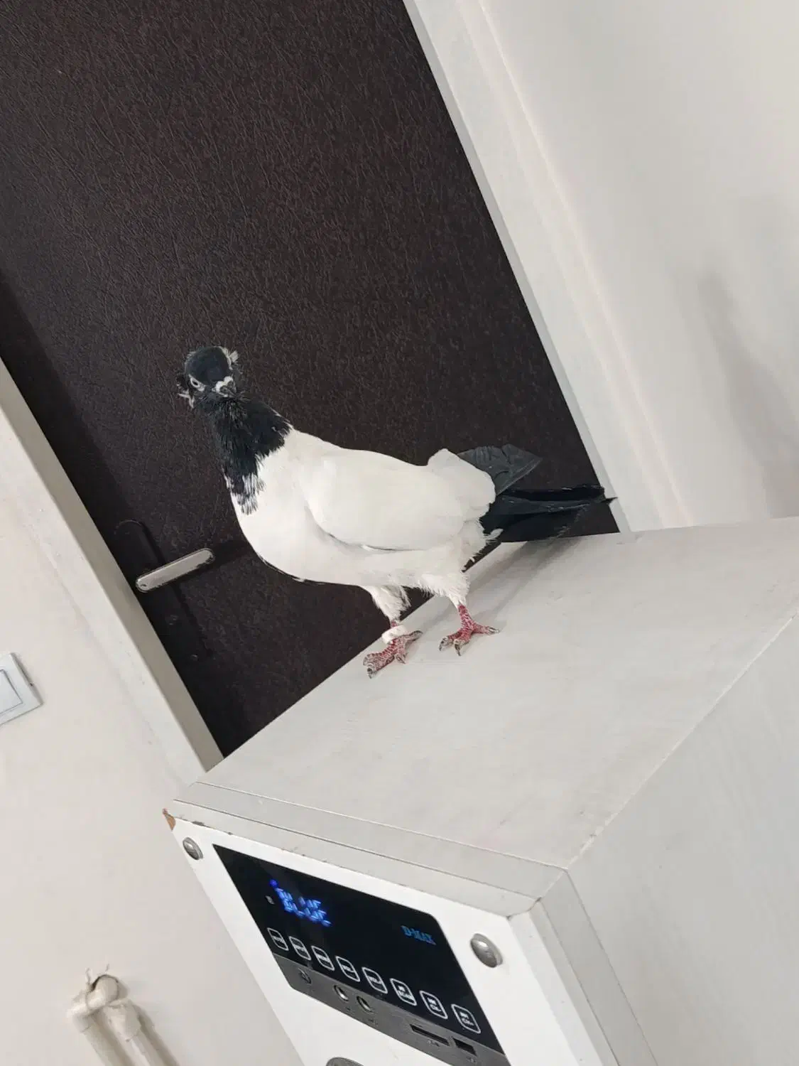 کفتر|پرنده|کرج, کمال‌شهر|دیوار