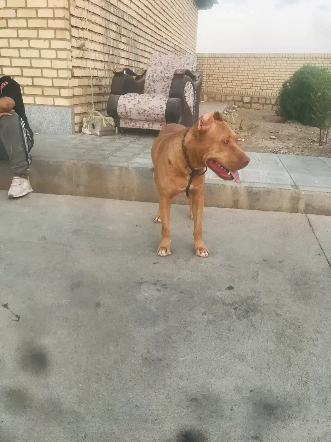 سگ پیتبول|سگ|سبزوار, قصبه غربی|دیوار