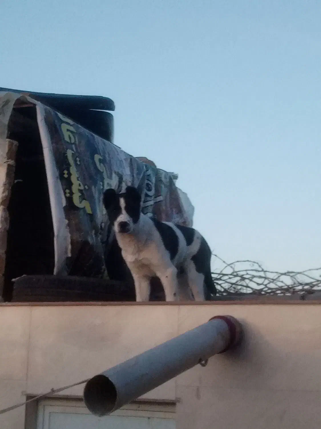 سگ سرابی|سگ|تربت‌حیدریه, پائین ولایت|دیوار