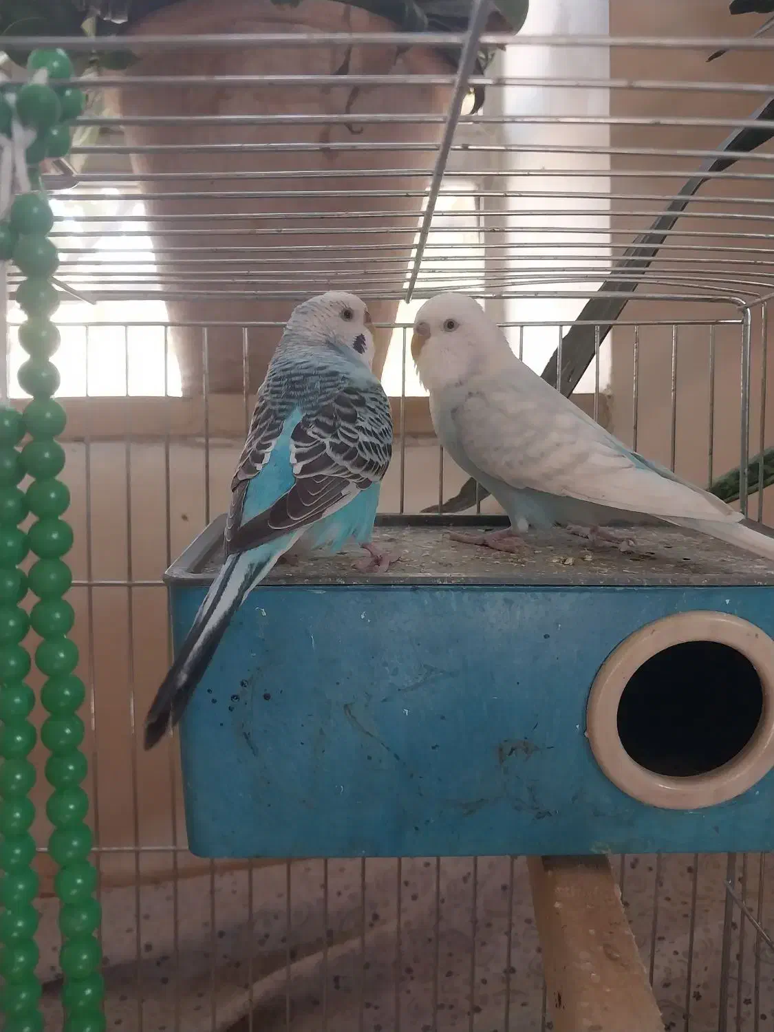 دوعدد مرغ عشق|پرنده|عجب شیر, |دیوار